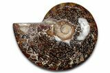 Polished Ammonite (Cleoniceras) Fossil - Madagascar #344288-1